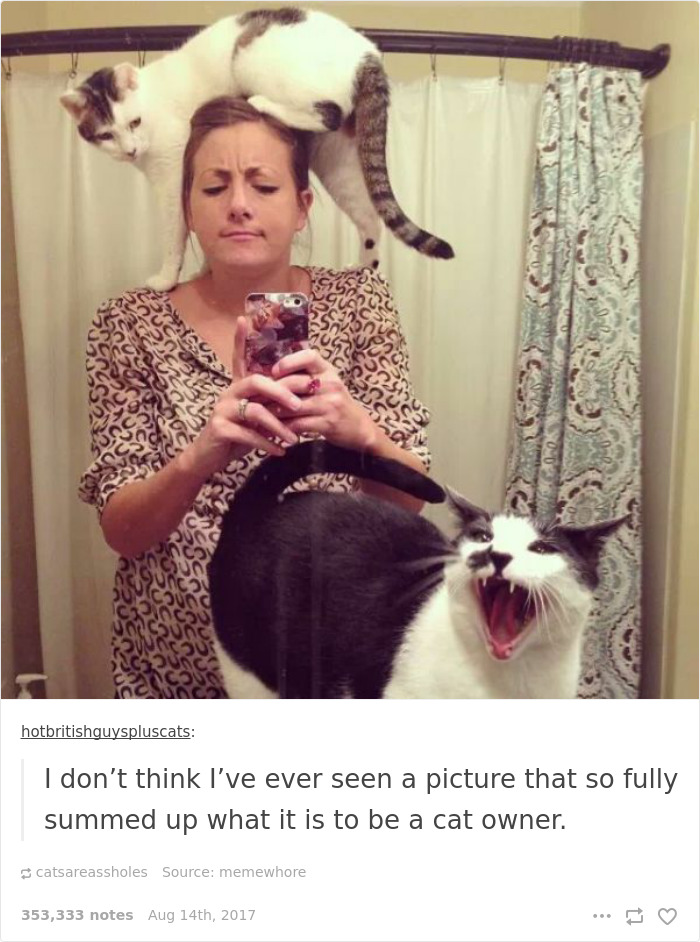 Funny-cat-pics-tumblr