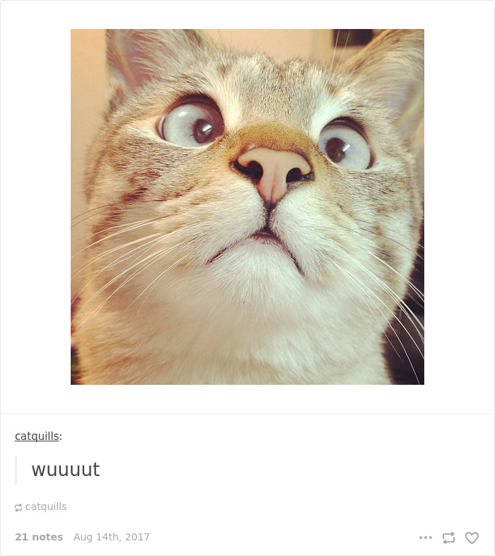 Funny-cat-pics-tumblr