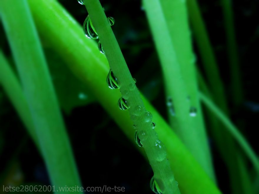 Drops Photos Taken By A Cheap Smartphone Drops Photos Taken By A Cheap Smartphone