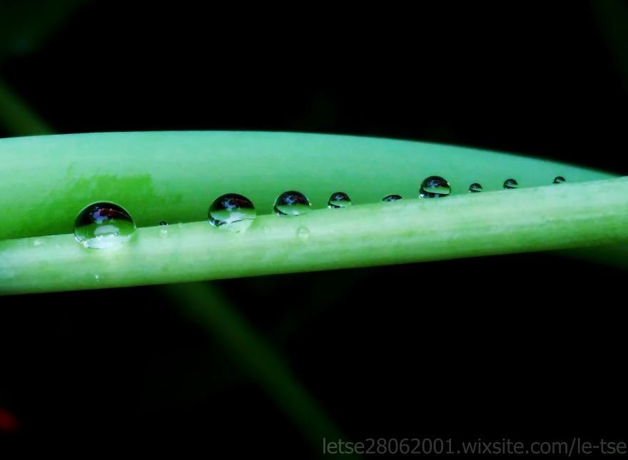 Drops Photos Taken By A Cheap Smartphone Drops Photos Taken By A Cheap Smartphone