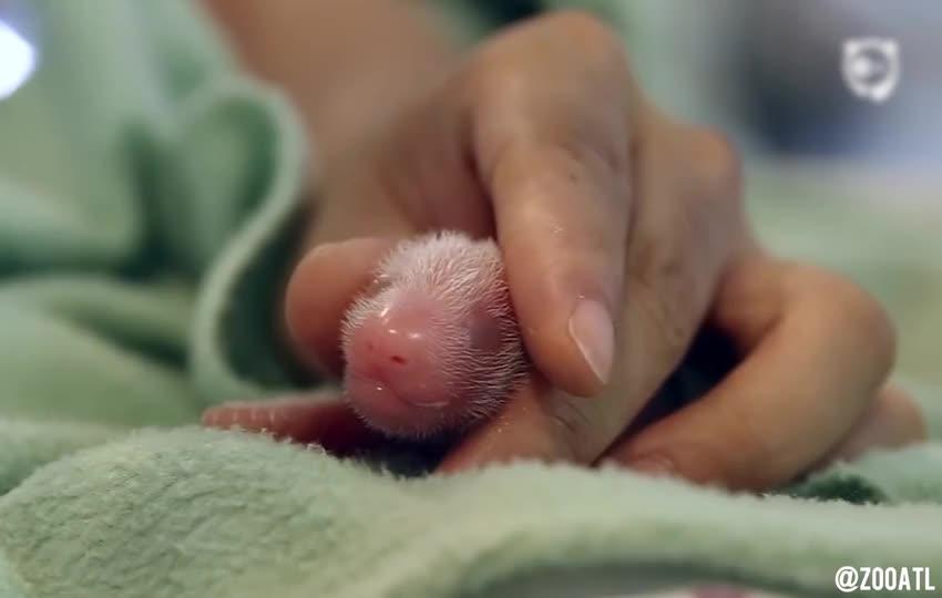 First 100 Days Of A Panda's Growth