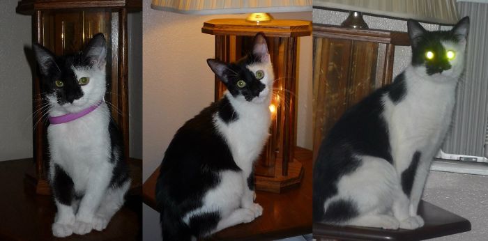 Oscar, 4-months To 2-years