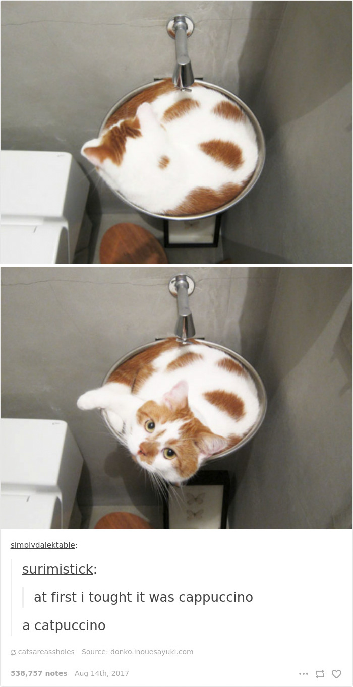 Funny-cat-pics-tumblr