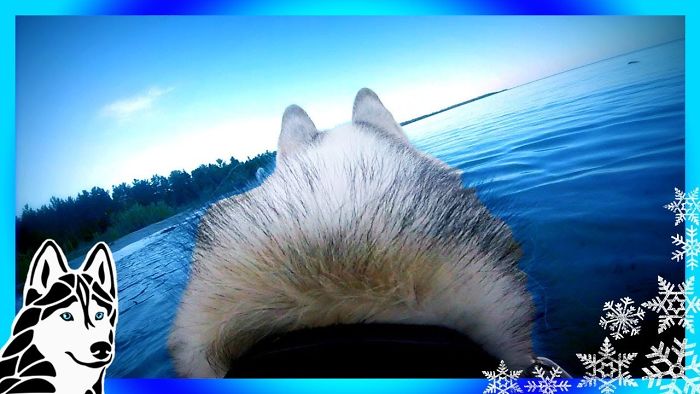 Huskies Go Swimming | Dogs Eye View