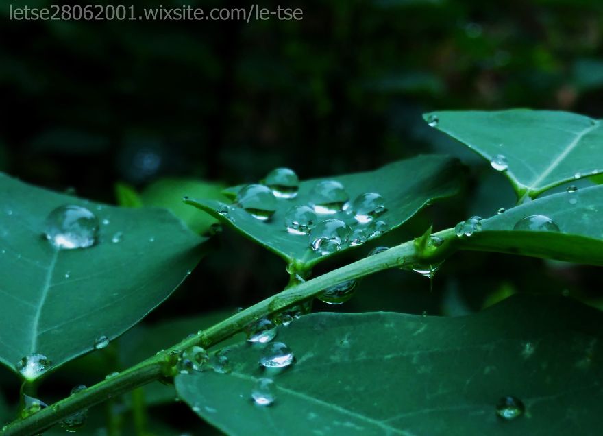 Drops Photos Taken By A Cheap Smartphone Drops Photos Taken By A Cheap Smartphone