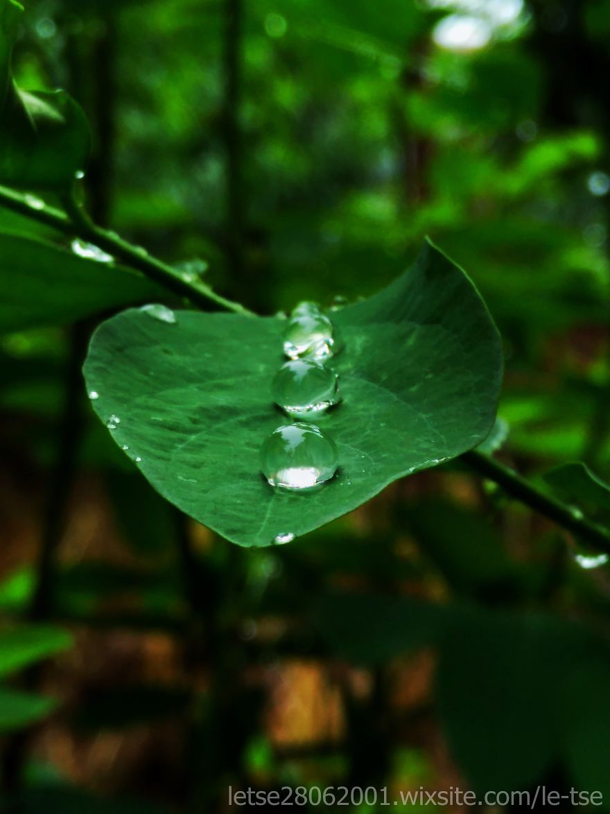 Drops Photos Taken By A Cheap Smartphone Drops Photos Taken By A Cheap Smartphone