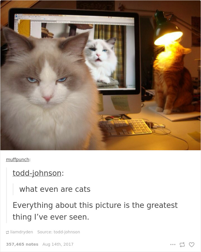 Funny-cat-pics-tumblr