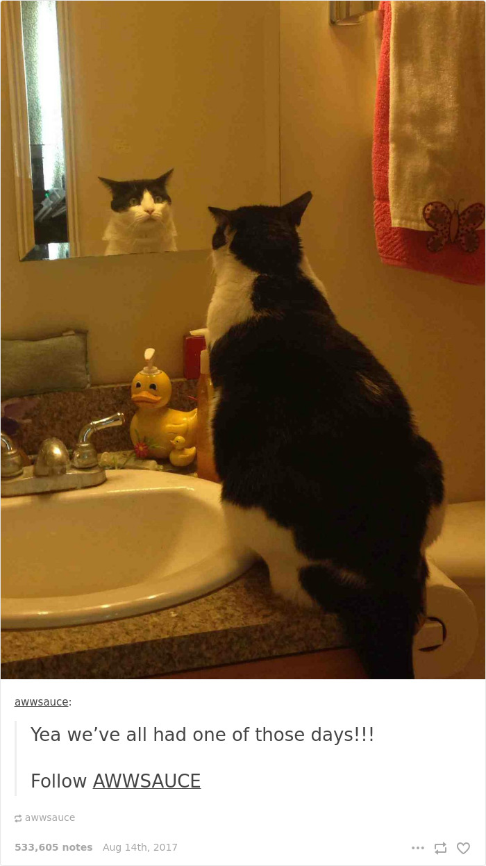 Funny-cat-pics-tumblr