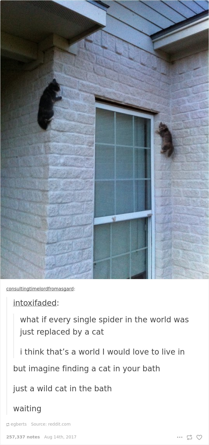 Funny-cat-pics-tumblr