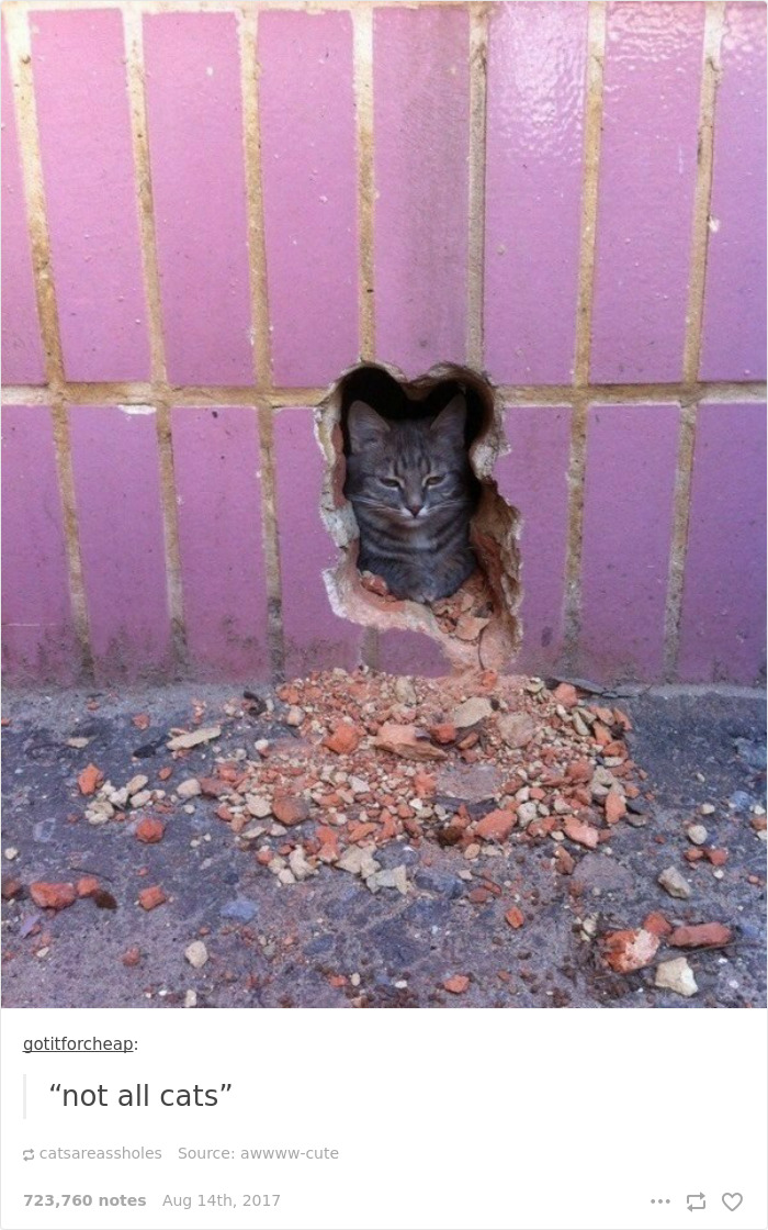 Funny-cat-pics-tumblr