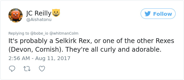 These Curly Cats Who All Descended From One Shelter Kitty Are Taking Internet By Storm