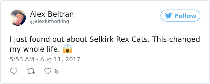 These Curly Cats Who All Descended From One Shelter Kitty Are Taking Internet By Storm