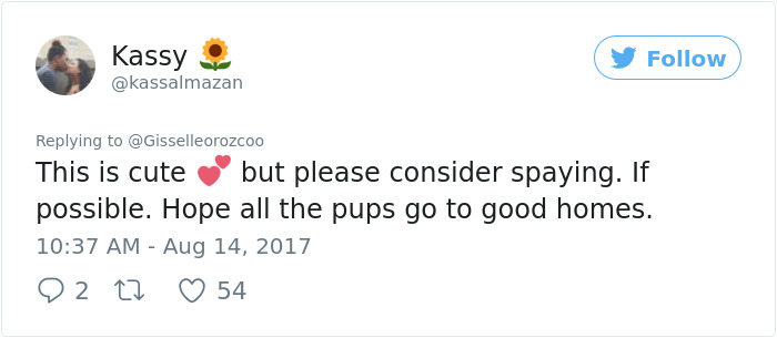 Pregnant Doggo Gets Her Very Own Baby Shower, And Twitter Just Can't Handle It Pregnant Doggo Gets Her Very Own Baby Shower, And Twitter Just Can't Handle It