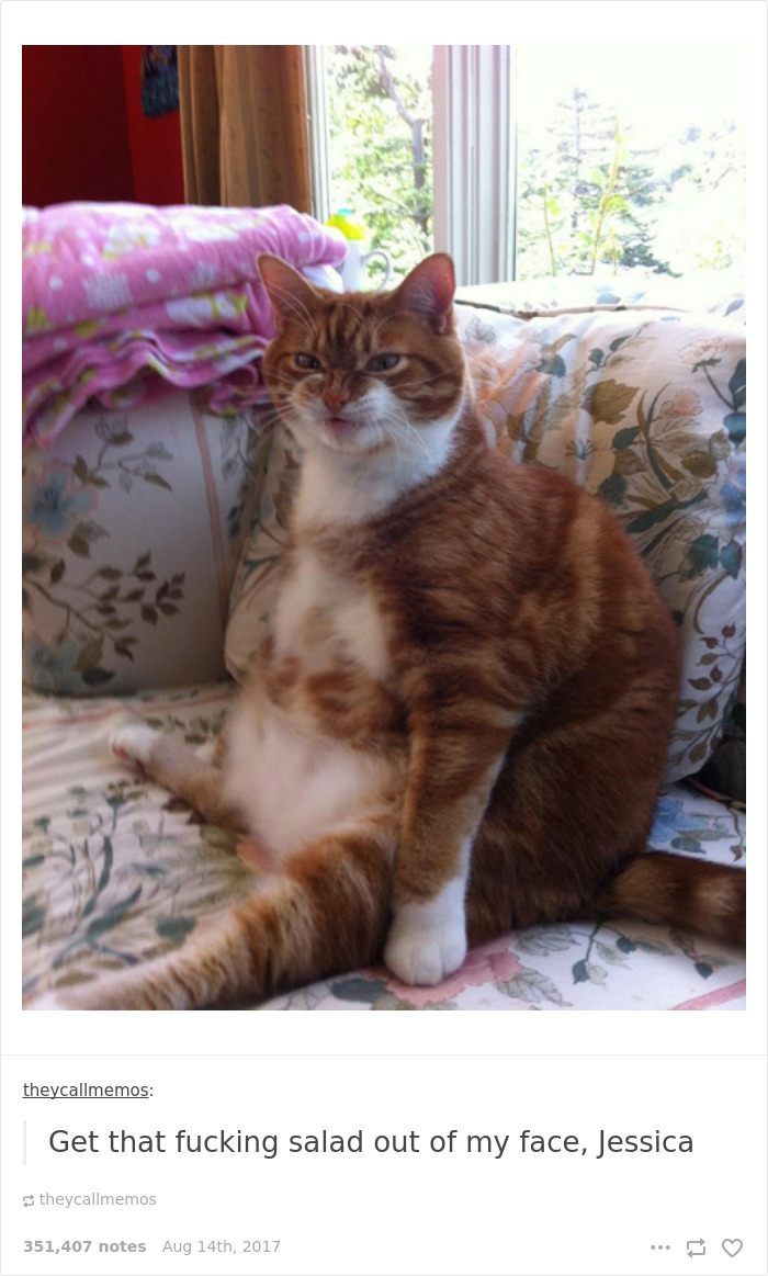 Funny-cat-pics-tumblr