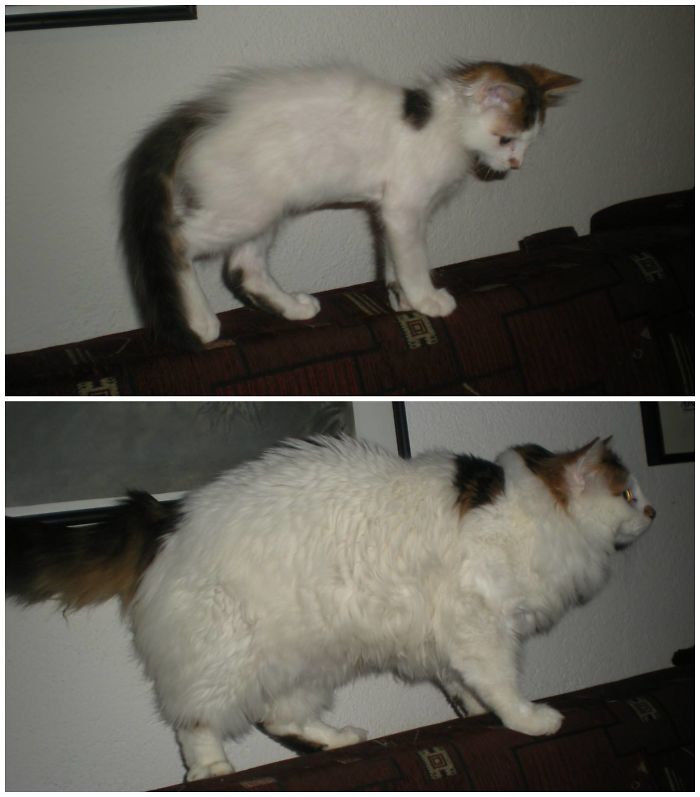 My Thomas Grew Into A Fluffy Beast So Fast