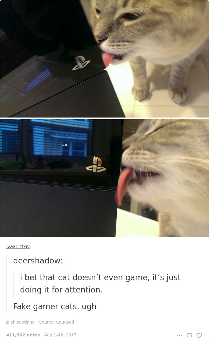 Funny-cat-pics-tumblr