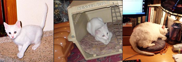 Jasmine When She First Arrived From The Shelter, And About 10 Years Later; Yes, She Is On A Diet