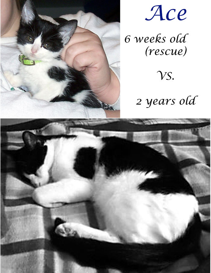 Ace, Rescued At 6 Weeks, And 2 Years Later. (he's Now 10)