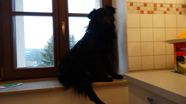 My Foster Dog Clearly Being A Cat