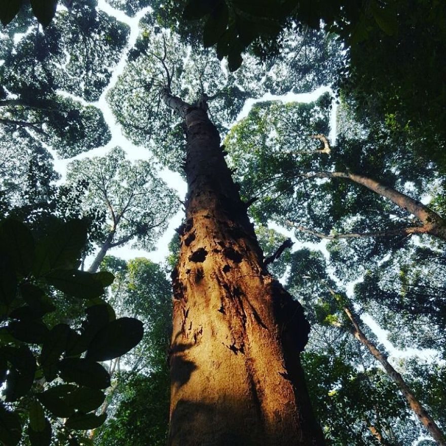 Crown Shyness Trees