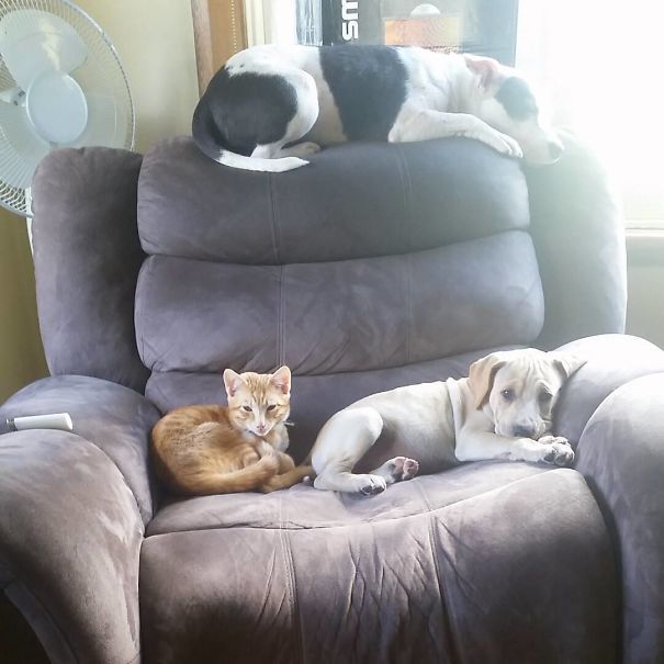 First My Bed, Now The Couch What Next? Yes My Dog Thinks Shes A Cat Sometimes And My Cat Thinks He Is A Dog Sometimes