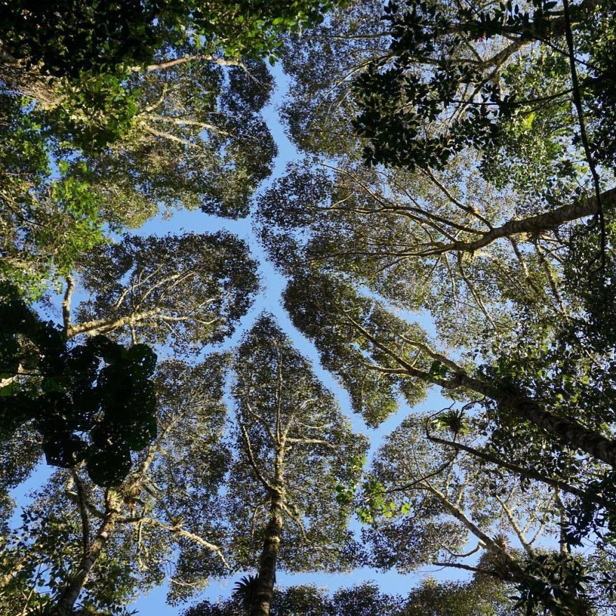Crown Shyness Trees