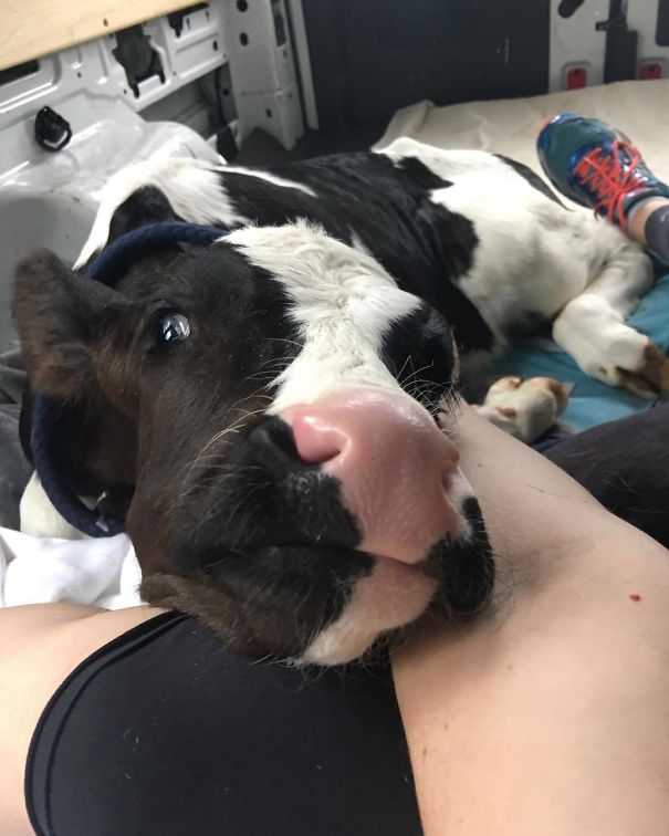 Cows Are A Lot Like Dogs.they Are, Hands Down, One Of The Sweetest Animals. I Have Never Met An Animal That Gives Out Trust Faster Than A Cow