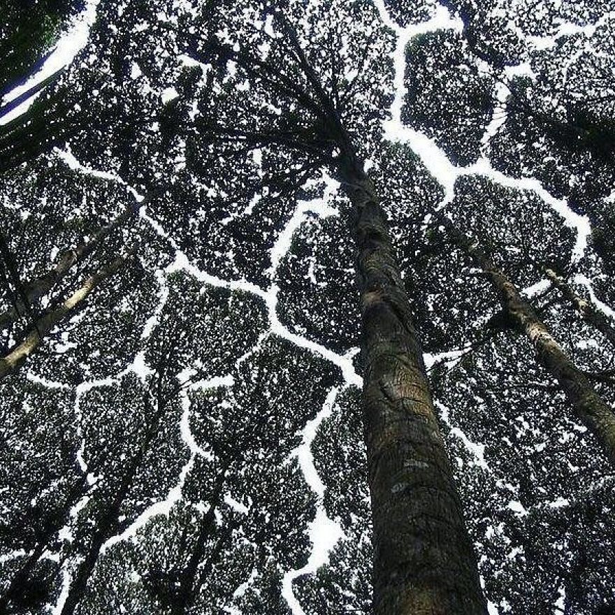 Crown Shyness Trees
