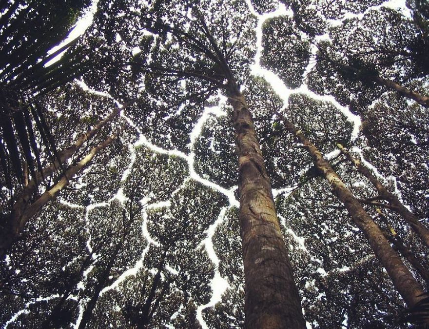 Crown Shyness Trees