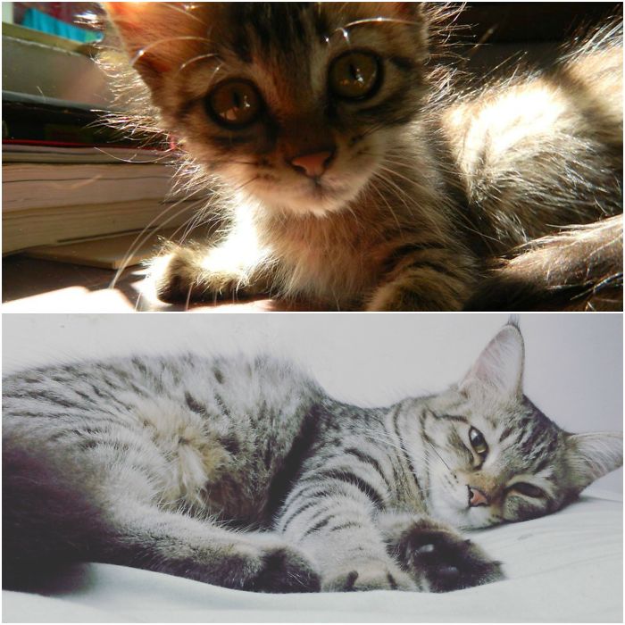 Luna When She Was 3 Months Old To Now
