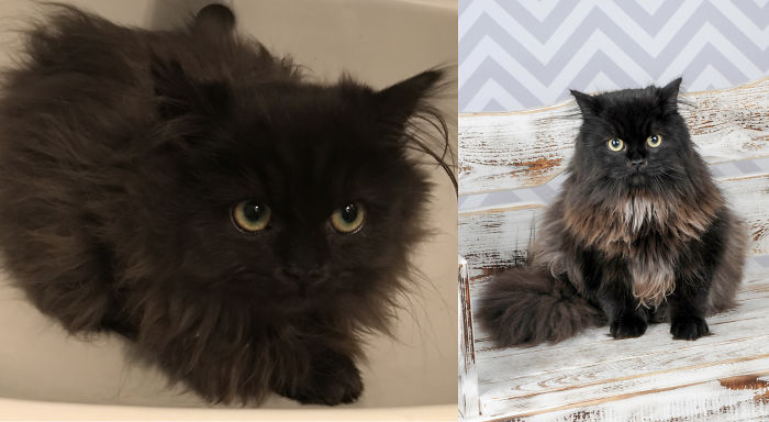 Purrcy: 3 1/2 Months Old And 10 Months Old