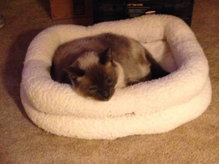 Buffy The Litterbox Slayer At 18 Shortly Before She Passed Away.