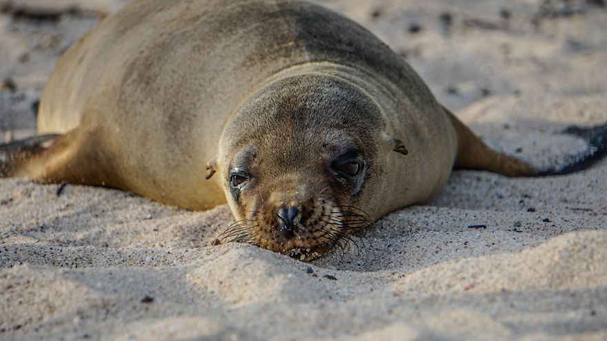 Tired Sea Lion