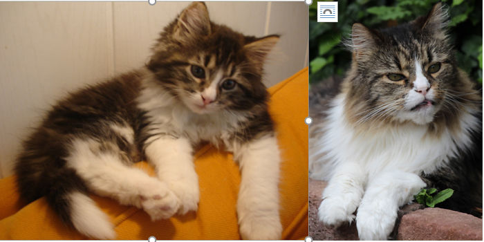 It Took Some Time To Grow Into These Paws...