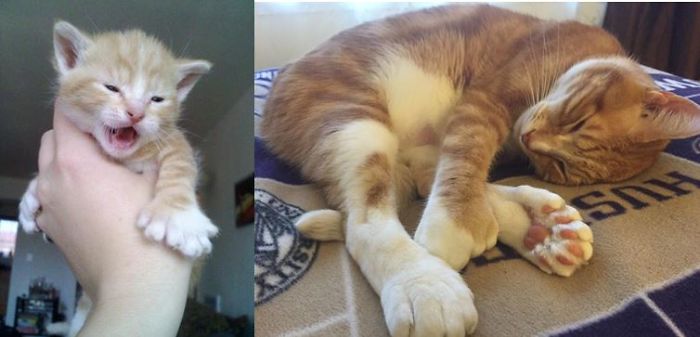 Timmy Six Toes At A Couple Weeks And Now 7 Years Old