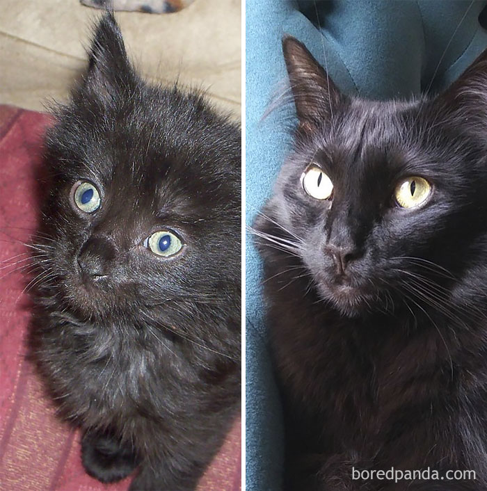 Cole From Cole And Marmalade Then And Meow