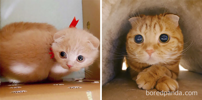 Scottishfold Boy Muta