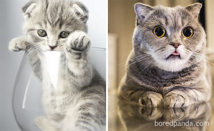Melissa The Einstein Cat Then And Now