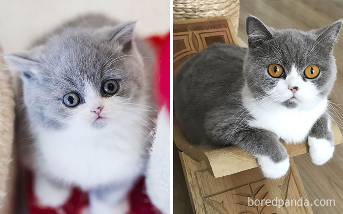 Willow Then And Meow