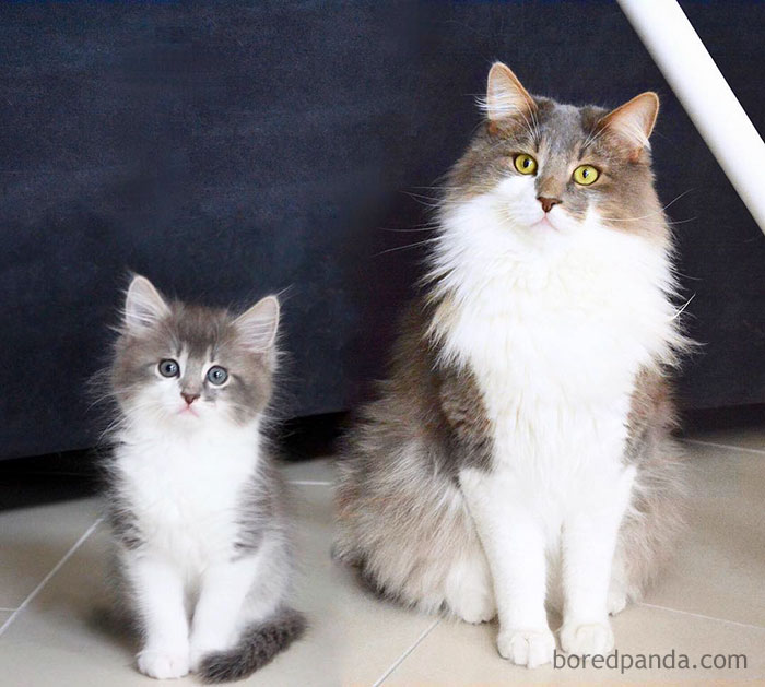 Bailey Then And Meow