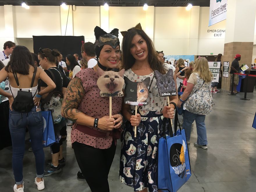 Cat Con Is A Thing, And You Definitely Want To Experience It! Cat Con Is A Thing, And You Definitely Want To Experience It!
