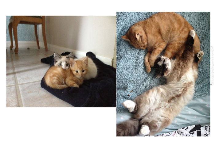 Big & Ginge - Sadly Big Is No Longer With Us