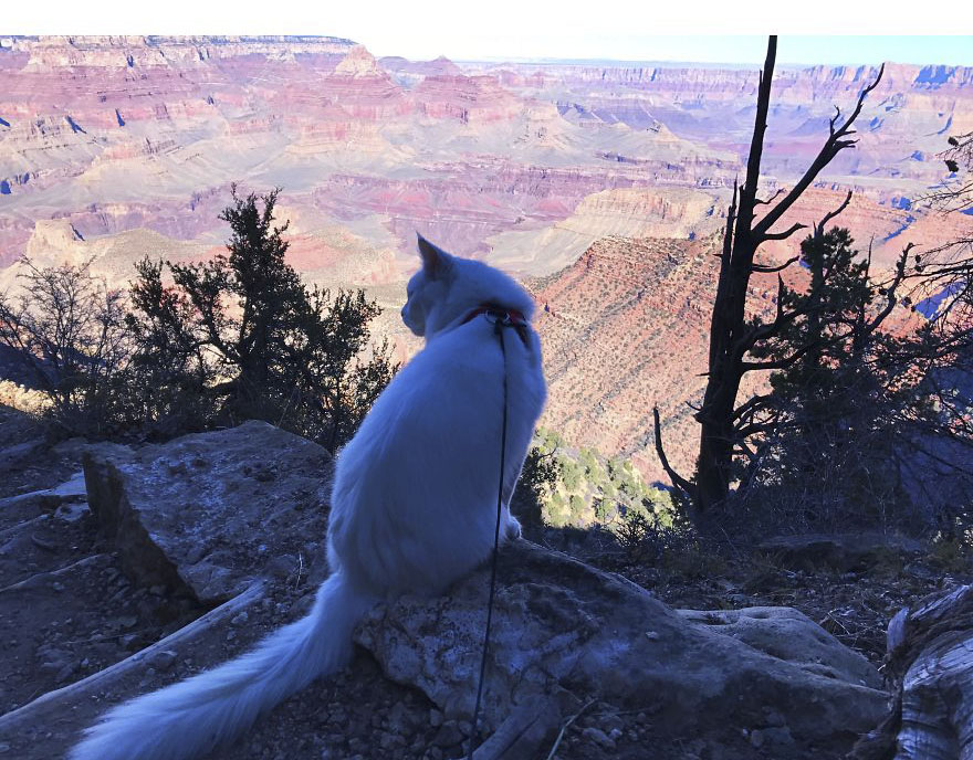 Cezar, The Most Travelled Cat In The World, With 14 Countries Under His Paws Cezar, The Most Travelled Cat In The World, With 14 Countries Under His Paws