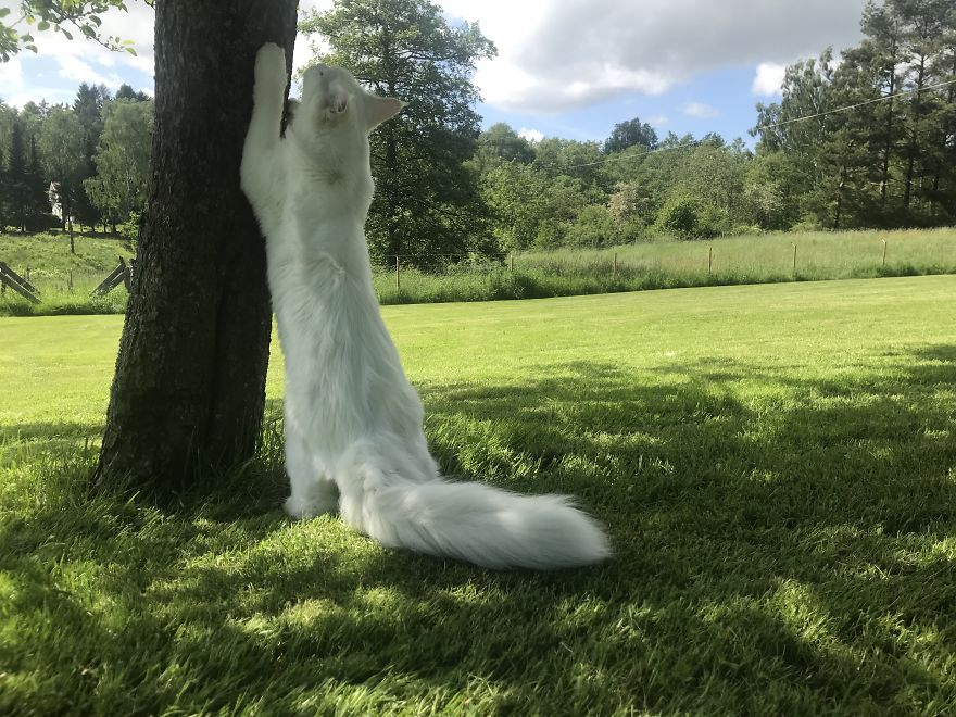 Cezar, The Most Travelled Cat In The World, With 14 Countries Under His Paws