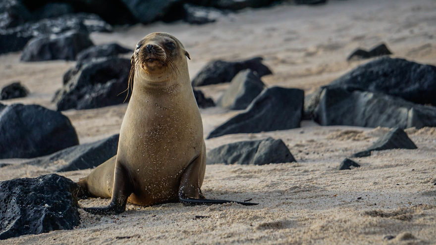 Posing For The Camera