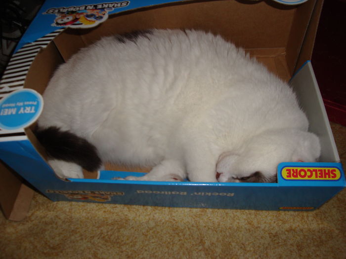 If He Fit, He Loved To Sit. Miss You, Gus!