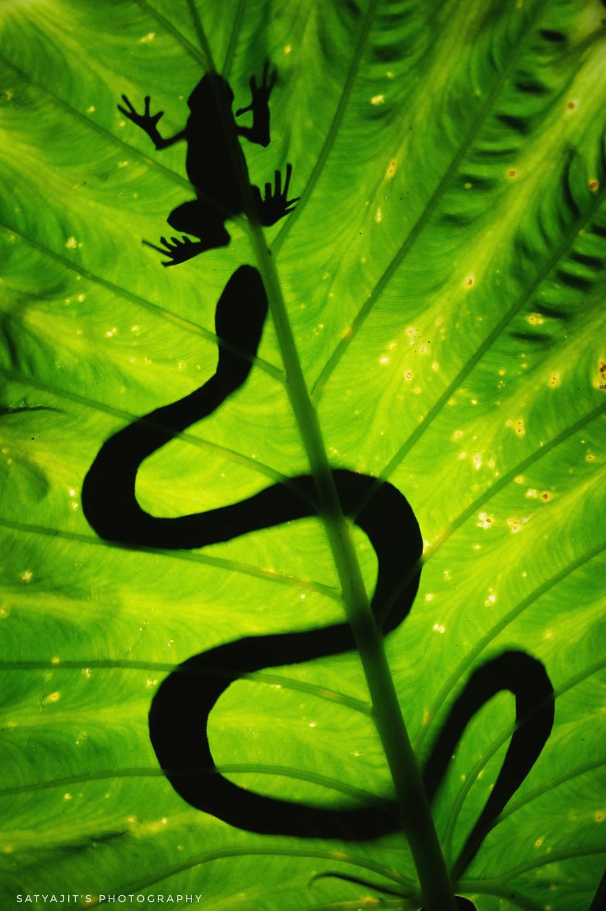 How To Do ‘Wildlife Photography’ At Home