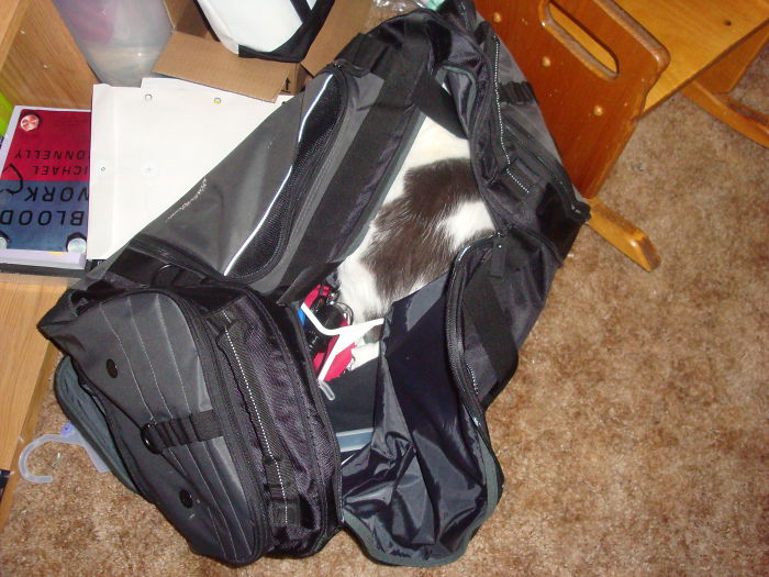 Can You Find The Cat? Rip Gus 2002-2017