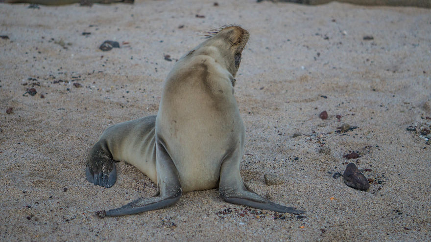 Posing Sea Lion