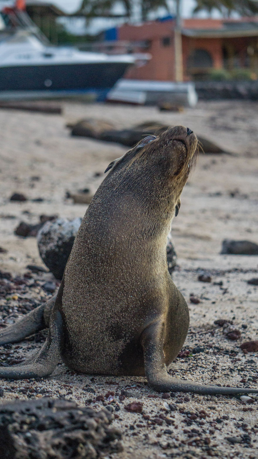 Posing Sea Lion